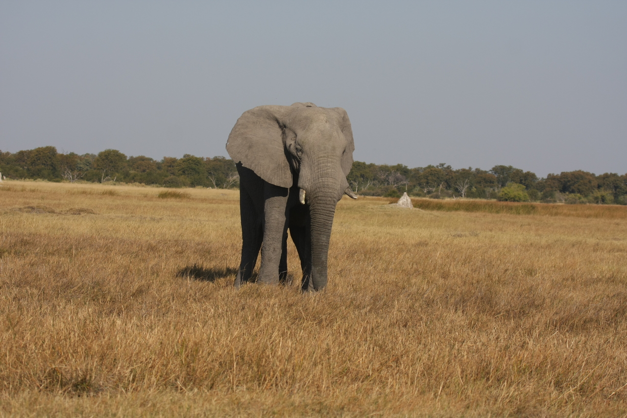 [24811] 2016_06_30_09_57_56_Africa_Canon_EOS_40D_IMG__11809.jpg