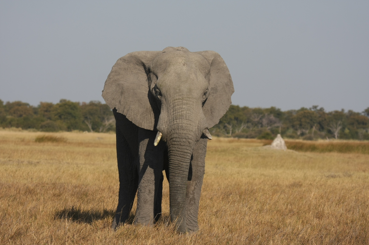 [24815] 2016_06_30_09_58_02_Africa_Canon_EOS_40D_IMG__04363.jpg