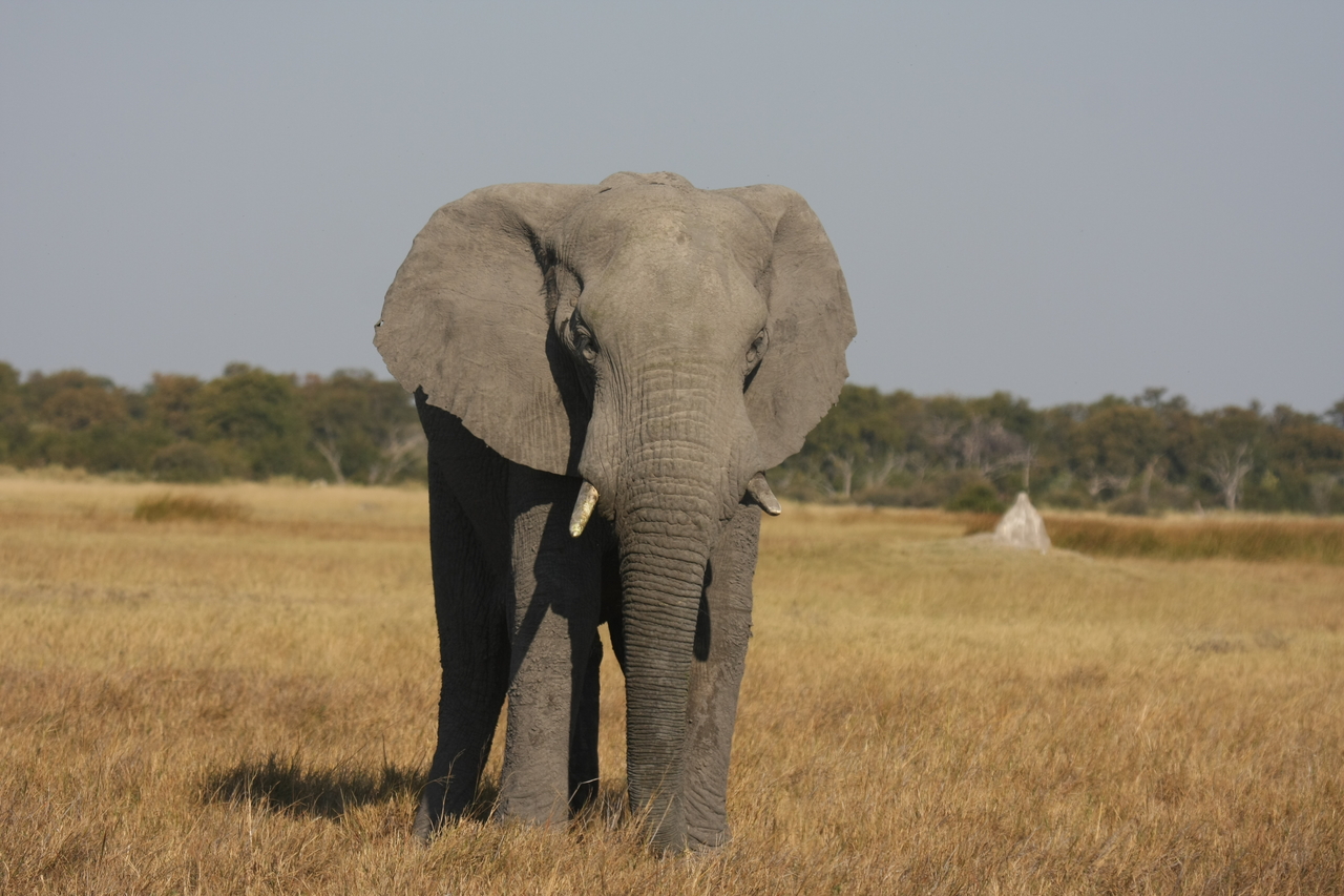 [24816] 2016_06_30_09_58_02_Africa_Canon_EOS_40D_IMG__04364.jpg