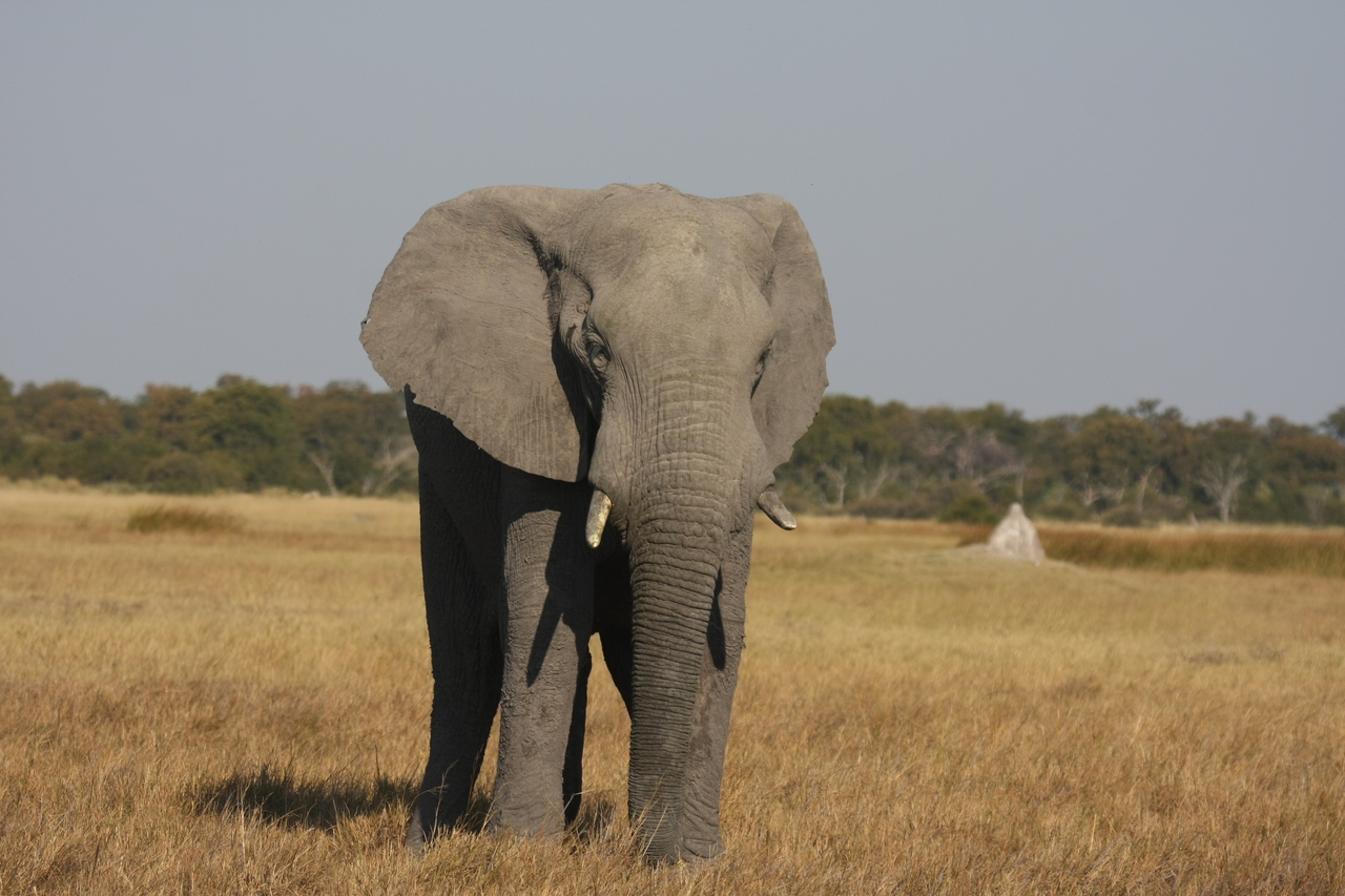 [24821] 2016_06_30_09_58_03_Africa_Canon_EOS_40D_IMG__00640.jpg