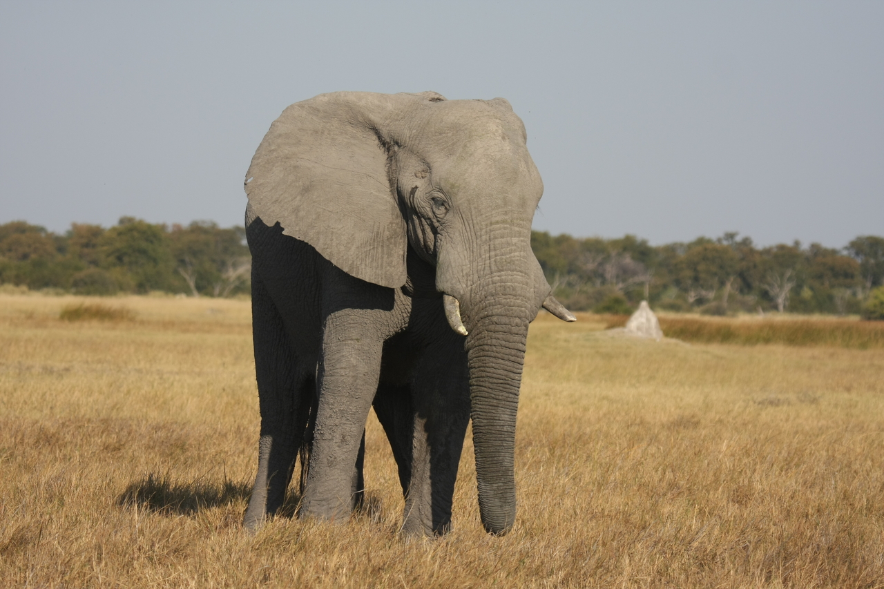 [24833] 2016_06_30_09_58_06_Africa_Canon_EOS_40D_IMG__04370.jpg
