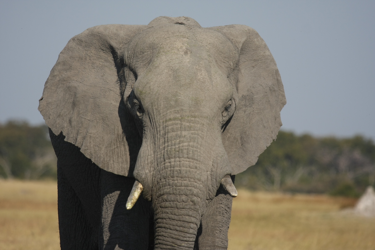 [24846] 2016_06_30_09_58_19_Africa_Canon_EOS_40D_IMG__00650.jpg