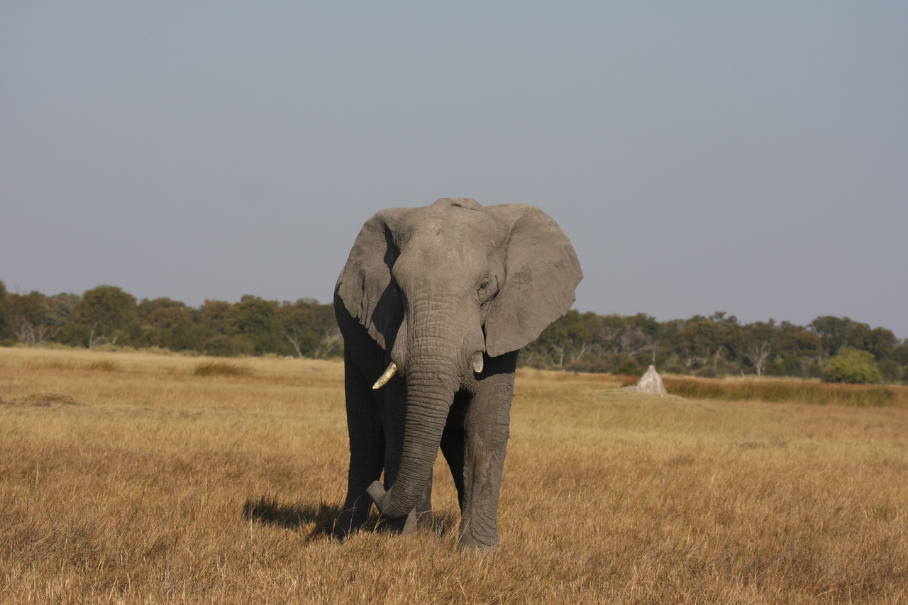 [24869] 2016_06_30_09_58_28_Africa_Canon_EOS_40D_IMG__04384.jpg