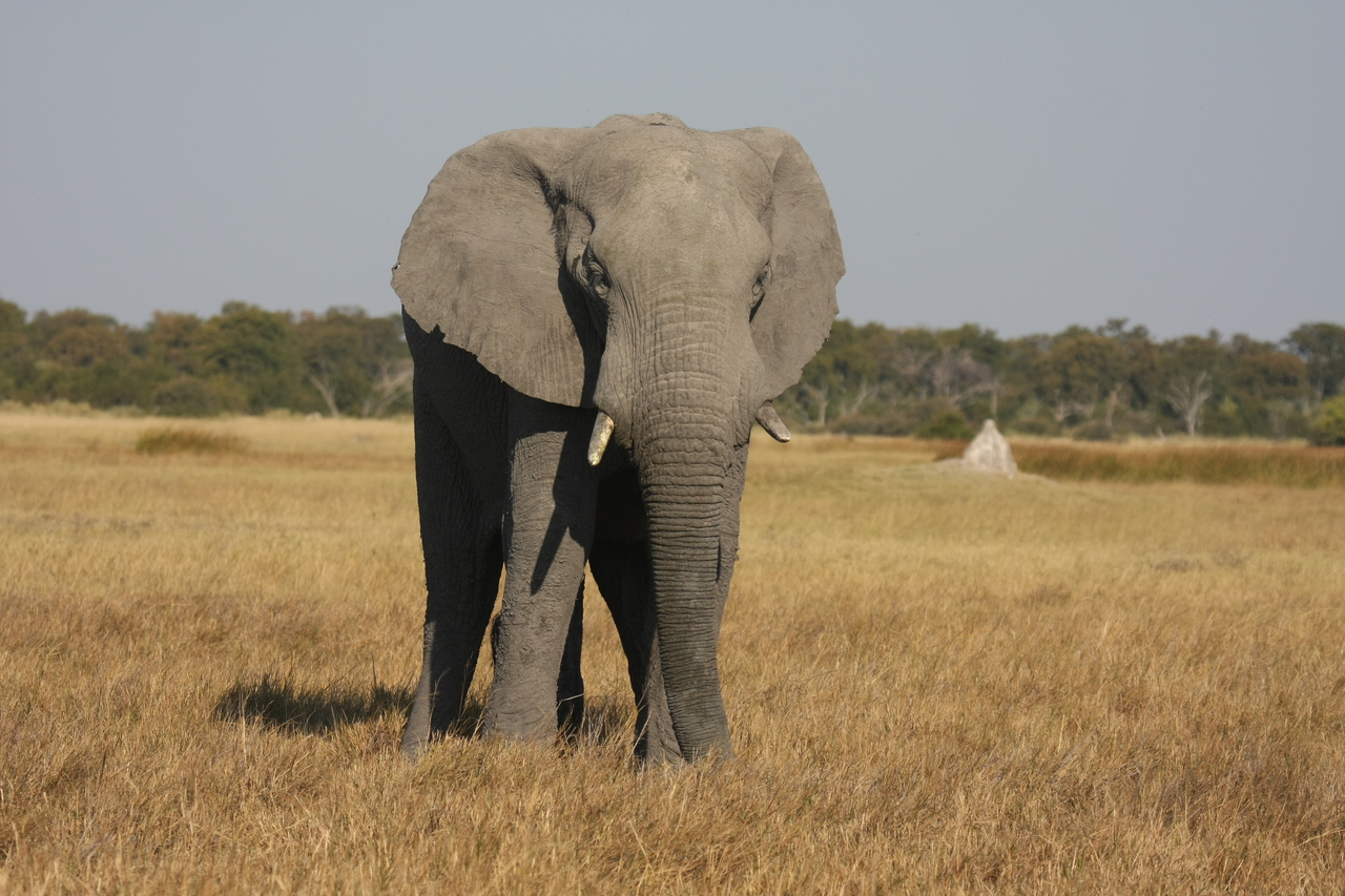 [24874] 2016_06_30_09_59_05_Africa_Canon_EOS_40D_IMG__04385.jpg