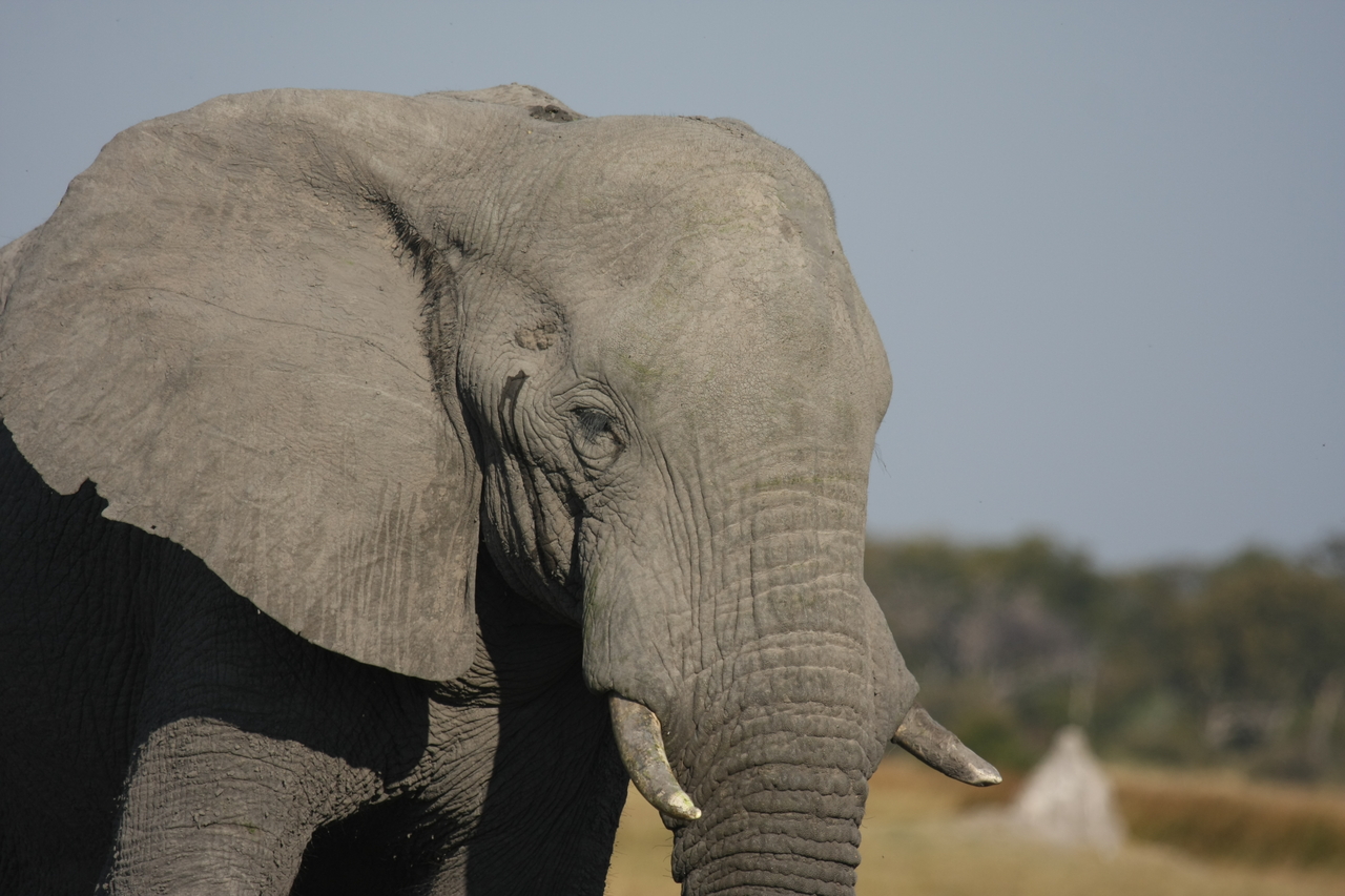 [24893] 2016_06_30_09_59_21_Africa_Canon_EOS_40D_IMG__00666.jpg