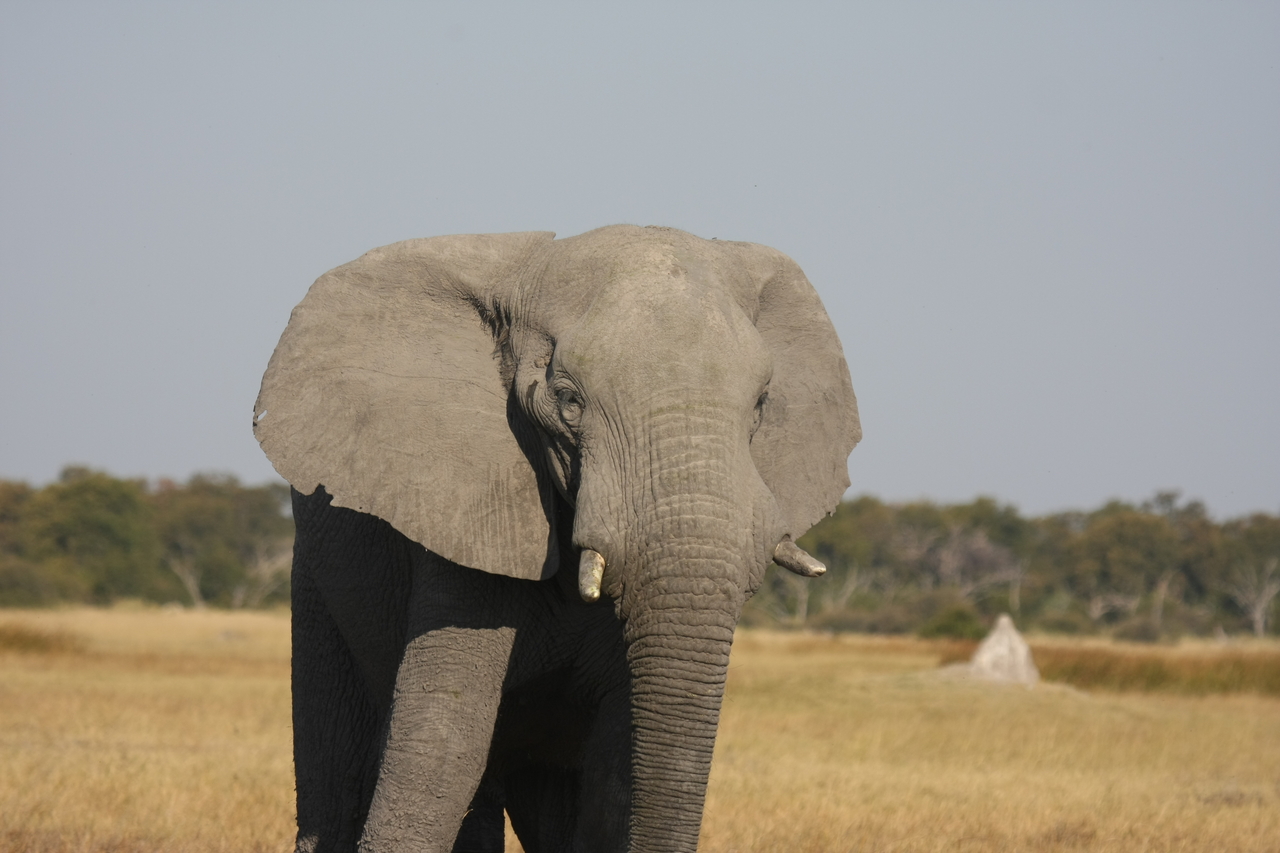 [24903] 2016_06_30_10_00_08_Africa_Canon_EOS_40D_IMG__04397.jpg