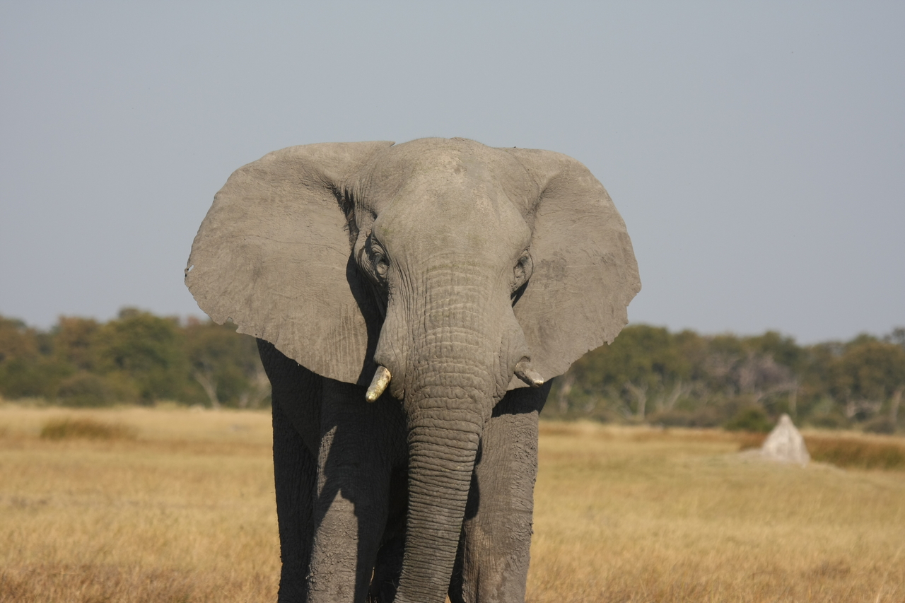 [24912] 2016_06_30_10_00_10_Africa_Canon_EOS_40D_IMG__04400.jpg