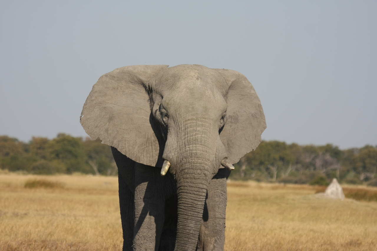 [24919] 2016_06_30_10_00_15_Africa_Canon_EOS_40D_IMG__04403.jpg