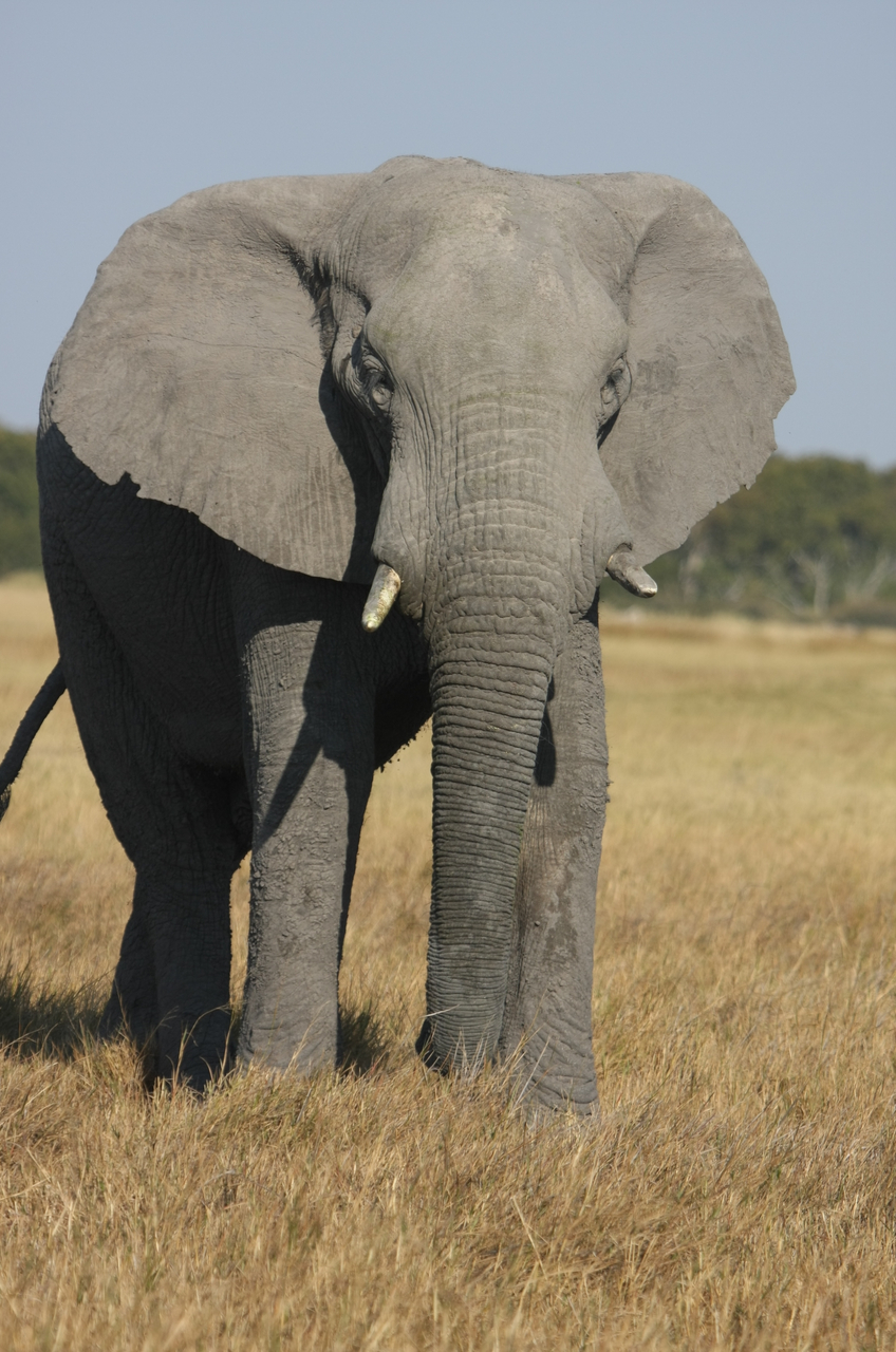[24933] 2016_06_30_10_01_05_Africa_Canon_EOS_40D_IMG__04408.jpg
