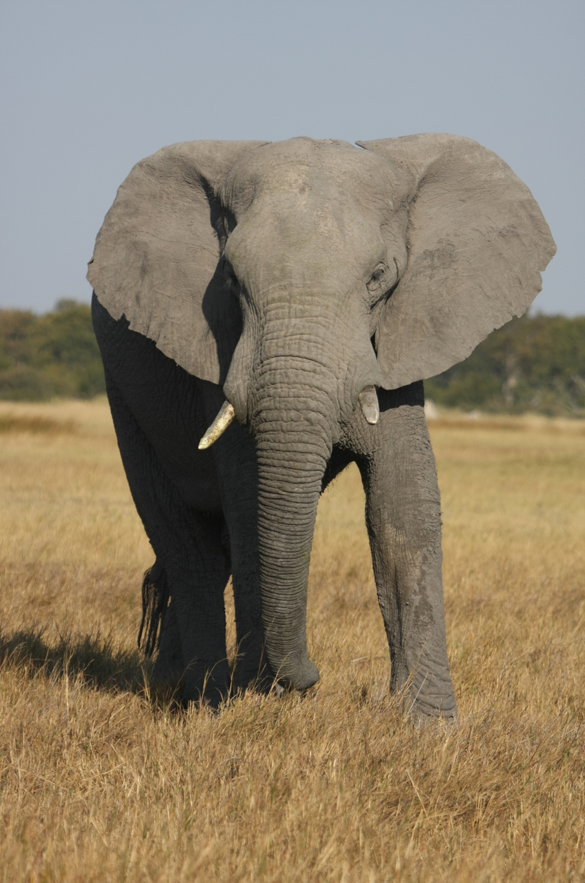 [24939] 2016_06_30_10_01_14_Africa_Canon_EOS_40D_IMG__04410.jpg