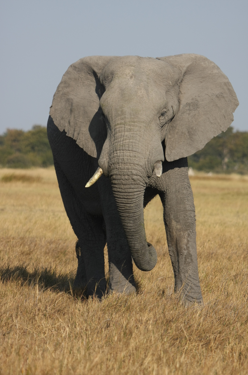[24947] 2016_06_30_10_01_15_Africa_Canon_EOS_40D_IMG__04413.jpg