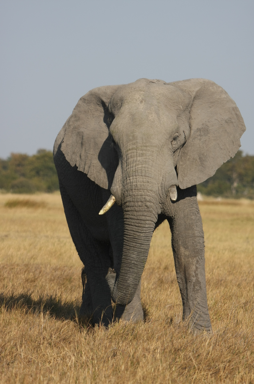 [24953] 2016_06_30_10_01_19_Africa_Canon_EOS_40D_IMG__04414.jpg