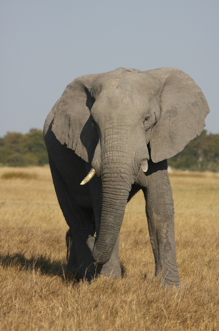 [24954] 2016_06_30_10_01_19_Africa_Canon_EOS_40D_IMG__04415.jpg