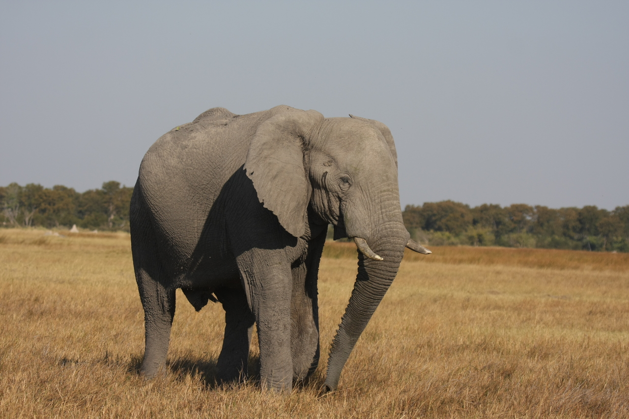 [24981] 2016_06_30_10_01_38_Africa_Canon_EOS_40D_IMG__04425.jpg