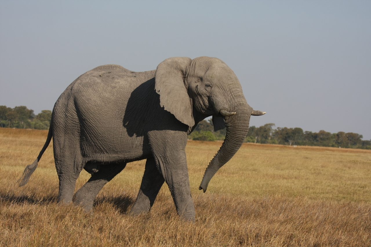 [24987] 2016_06_30_10_01_46_Africa_Canon_EOS_40D_IMG__04427.jpg