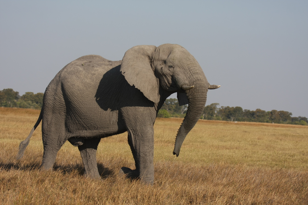 [24988] 2016_06_30_10_01_46_Africa_Canon_EOS_40D_IMG__04429.jpg