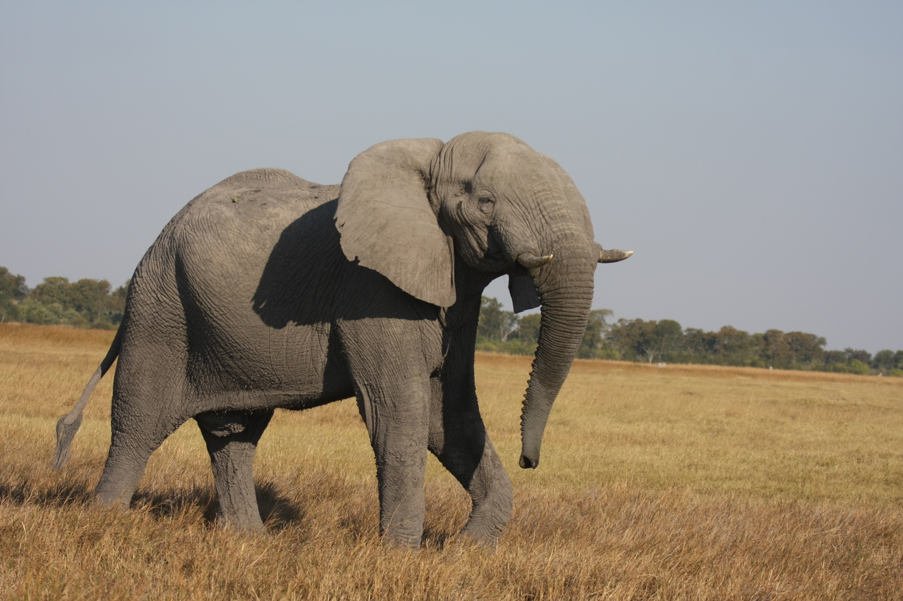 [24995] 2016_06_30_10_01_47_Africa_Canon_EOS_40D_IMG__04430.jpg