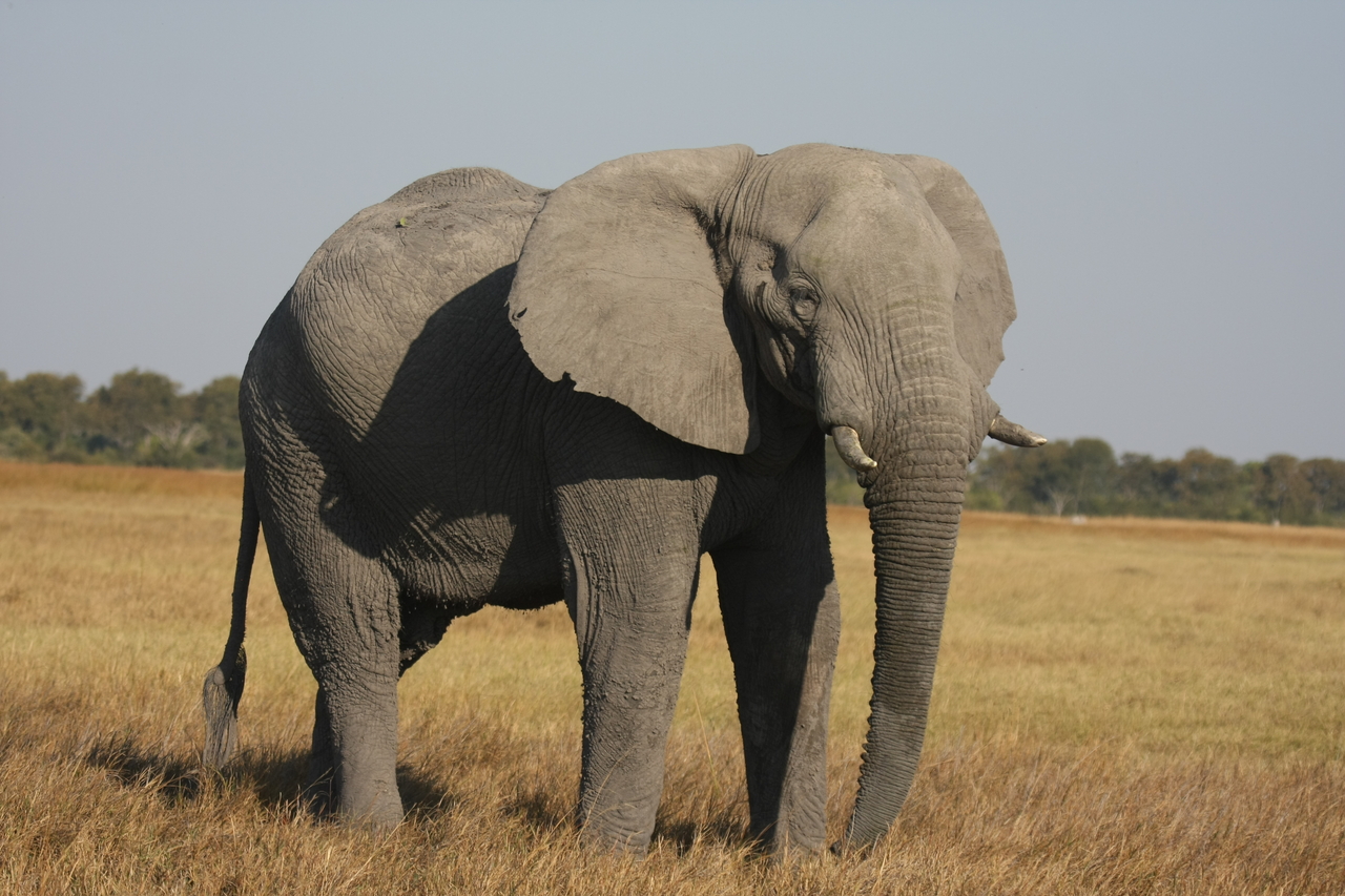 [25027] 2016_06_30_10_02_04_Africa_Canon_EOS_40D_IMG__04442.jpg