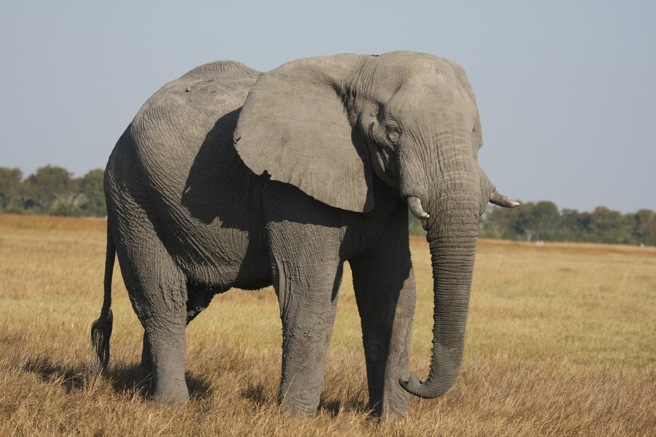 [25036] 2016_06_30_10_02_10_Africa_Canon_EOS_40D_IMG__04446.jpg
