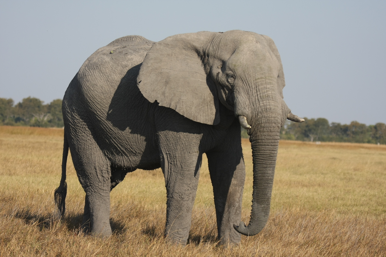 [25042] 2016_06_30_10_02_11_Africa_Canon_EOS_40D_IMG__04447.jpg