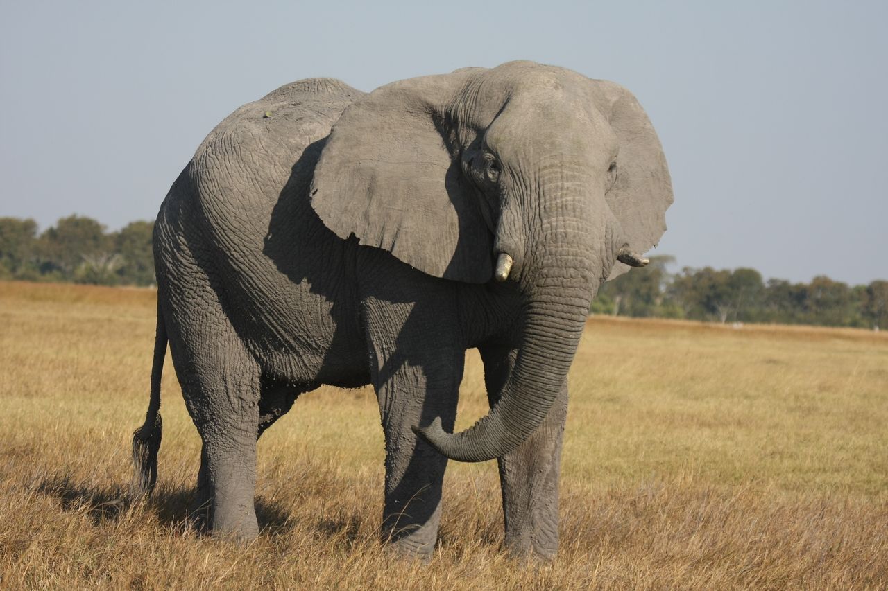 [25047] 2016_06_30_10_02_29_Africa_Canon_EOS_40D_IMG__00725.jpg