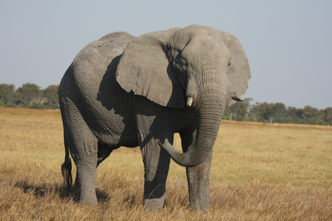 [25055] 2016_06_30_10_02_30_Africa_Canon_EOS_40D_IMG__00727.jpg