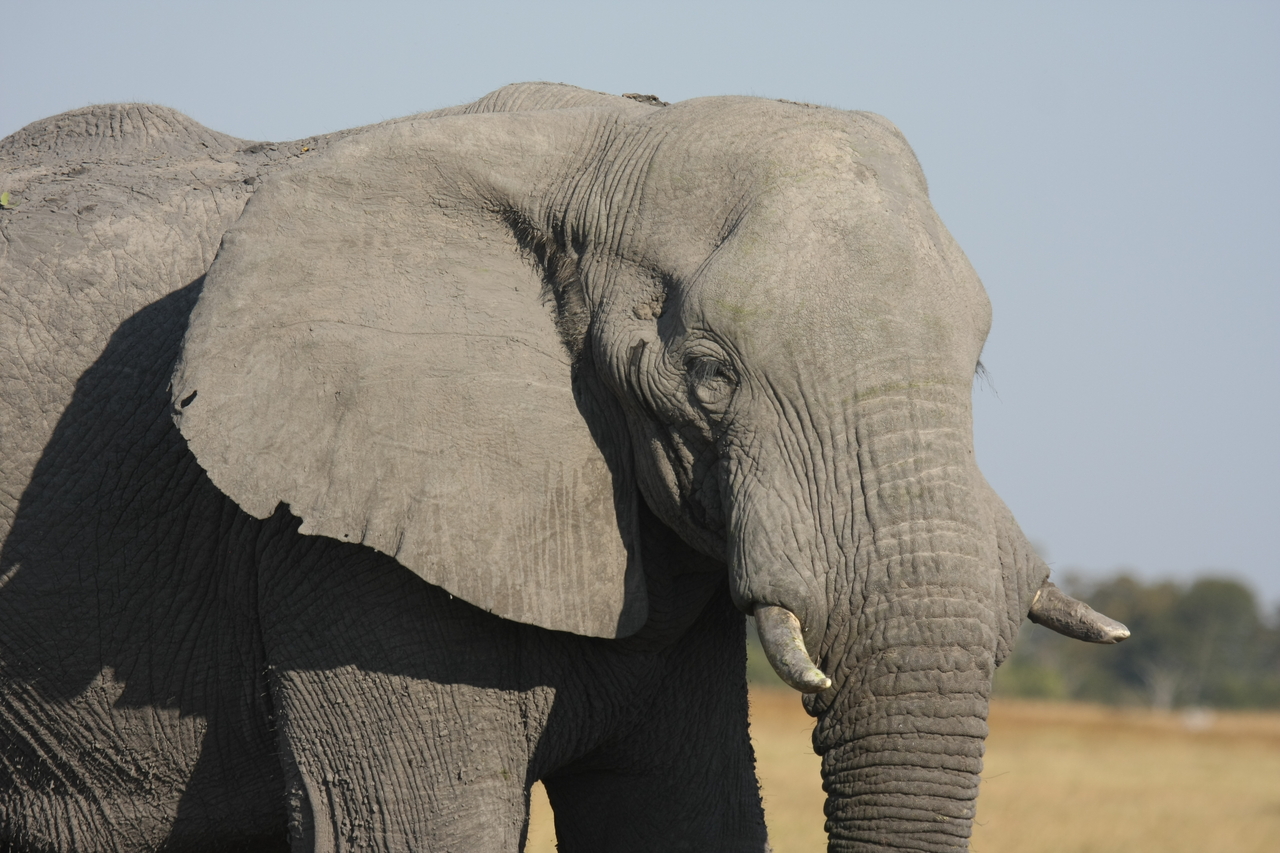 [25069] 2016_06_30_10_02_43_Africa_Canon_EOS_40D_IMG__11904.jpg