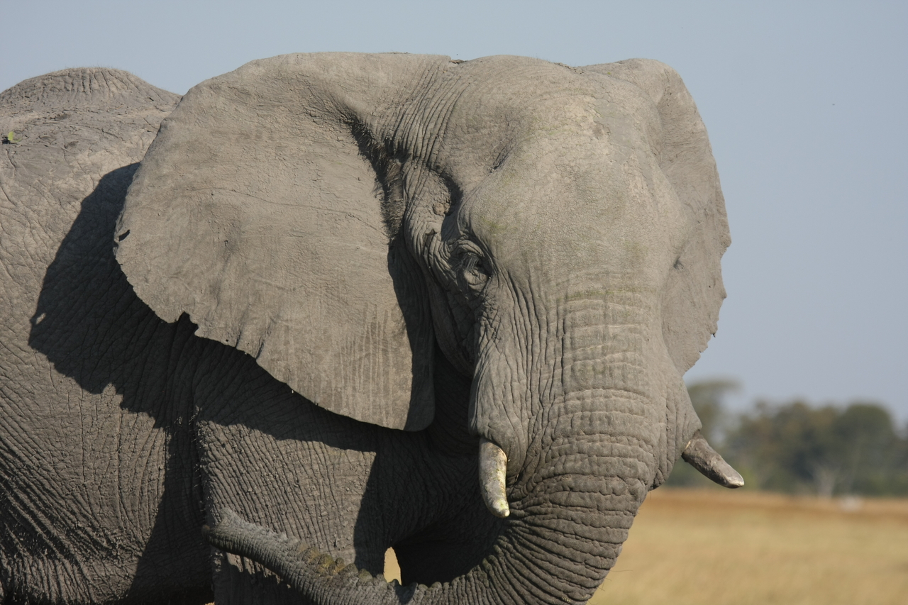 [25075] 2016_06_30_10_02_44_Africa_Canon_EOS_40D_IMG__04460.jpg