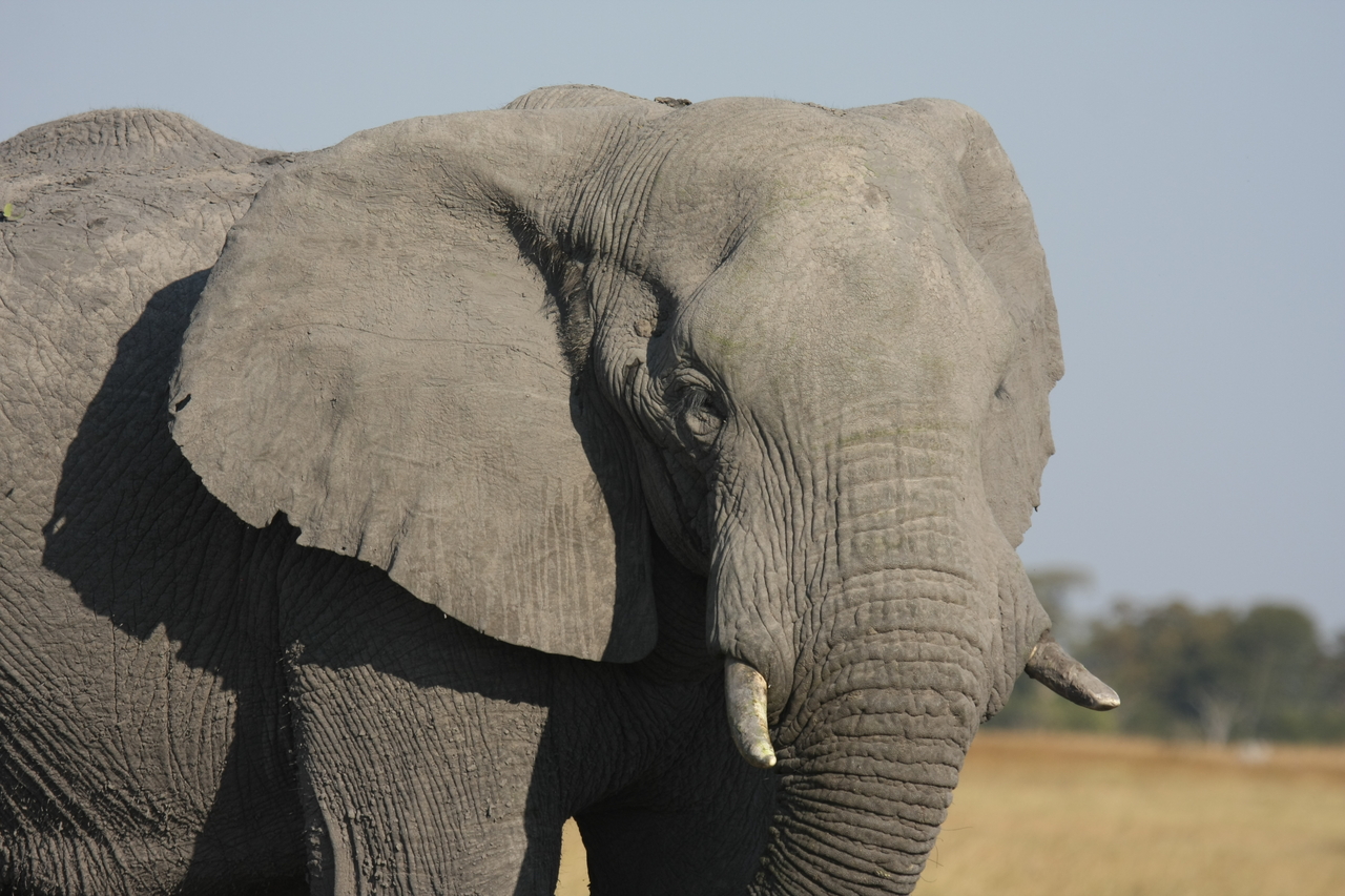 [25082] 2016_06_30_10_02_45_Africa_Canon_EOS_40D_IMG__04463.jpg