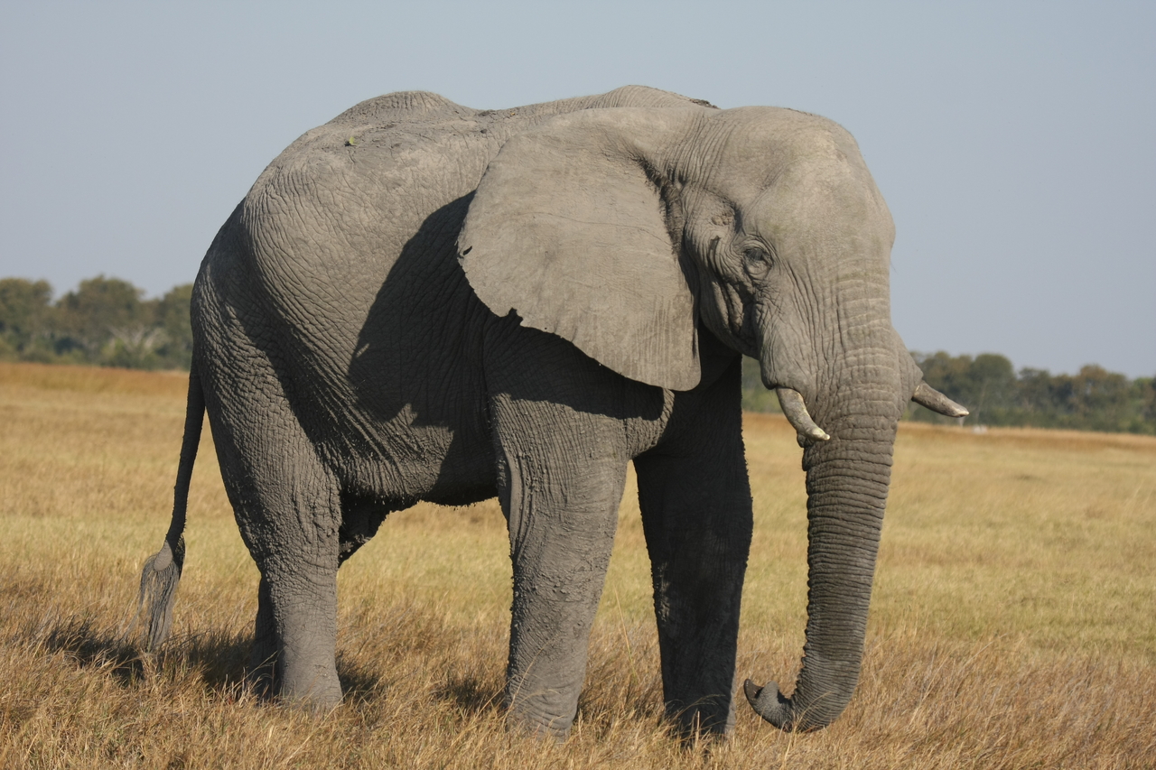 [25086] 2016_06_30_10_03_12_Africa_Canon_EOS_40D_IMG__04464.jpg