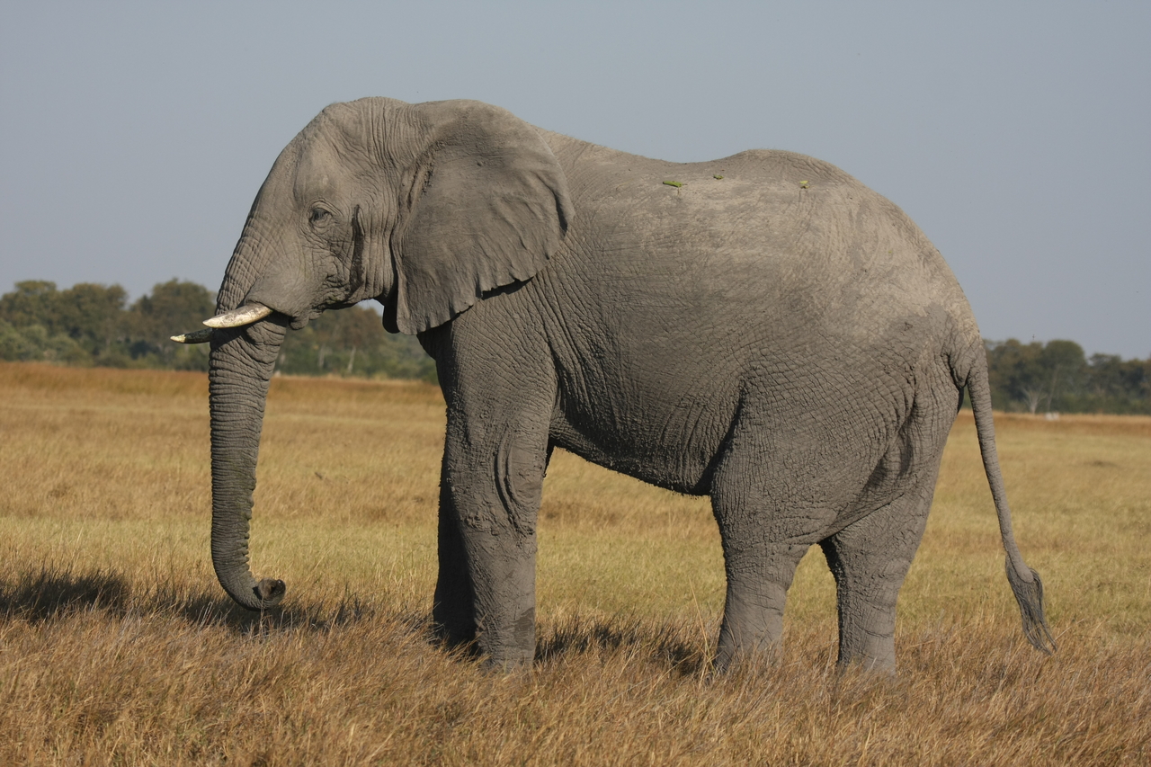 [25091] 2016_06_30_10_03_33_Africa_Canon_EOS_40D_IMG__04465.jpg