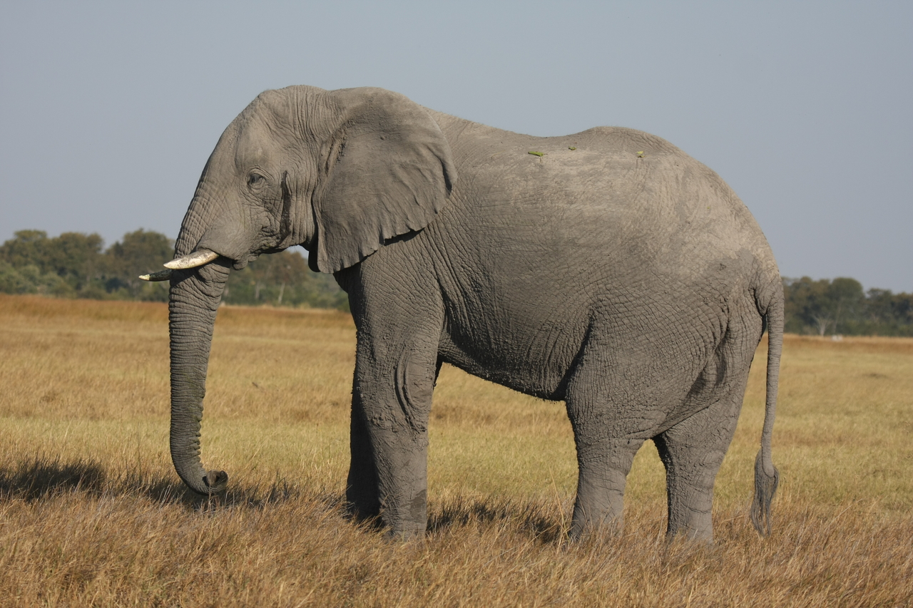 [25092] 2016_06_30_10_03_33_Africa_Canon_EOS_40D_IMG__04466.jpg