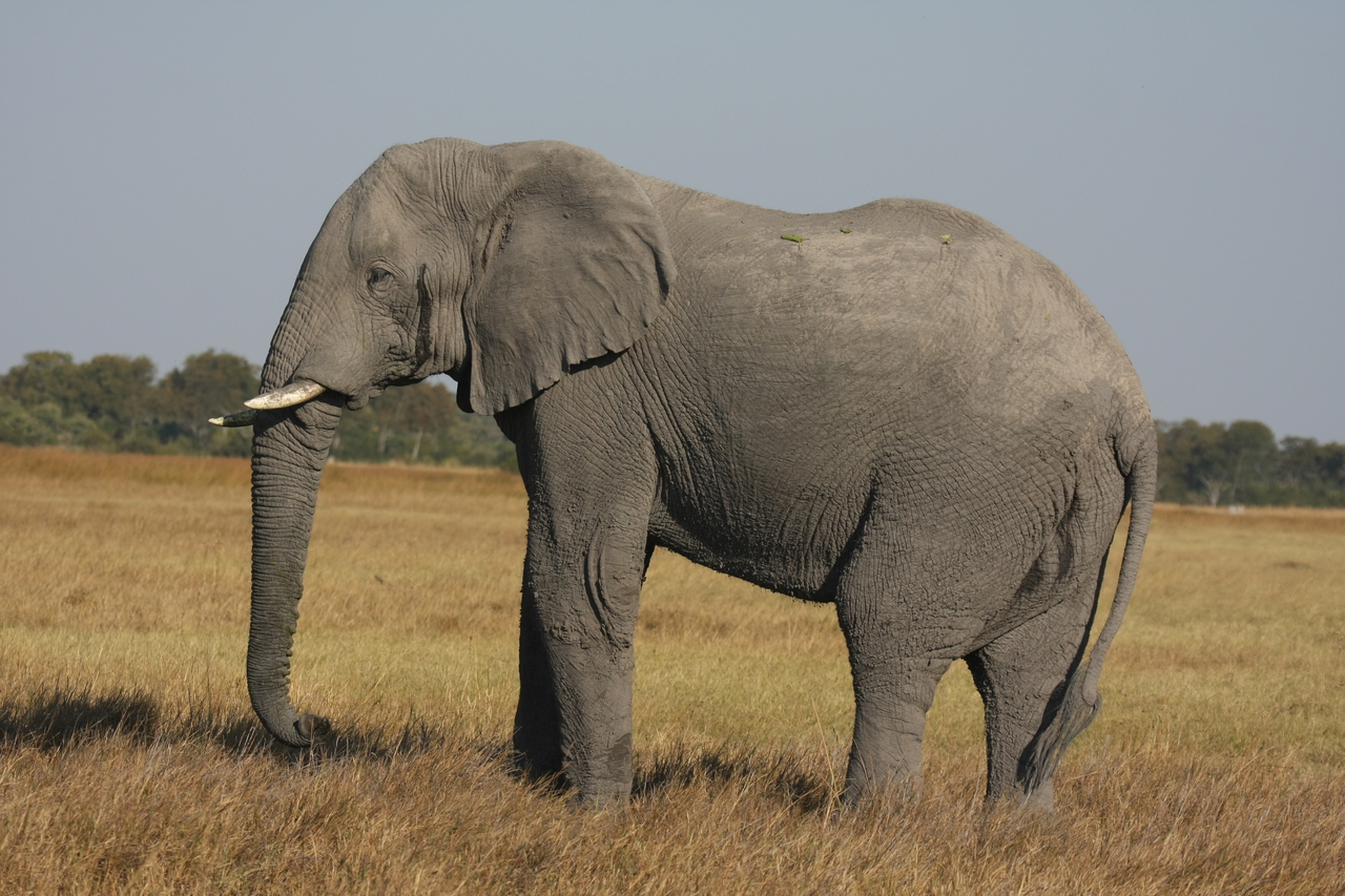 [25093] 2016_06_30_10_03_33_Africa_Canon_EOS_40D_IMG__04467.jpg