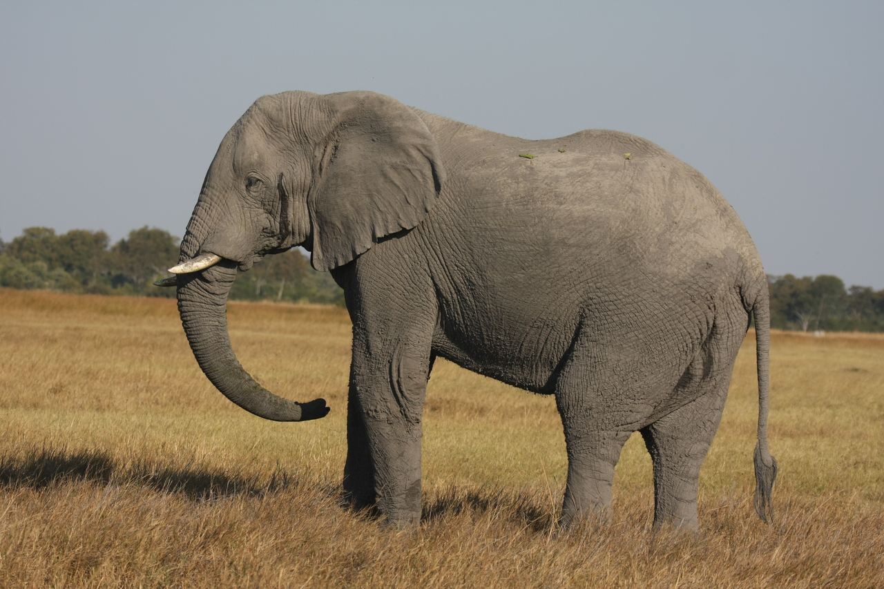 [25098] 2016_06_30_10_03_37_Africa_Canon_EOS_40D_IMG__04468.jpg