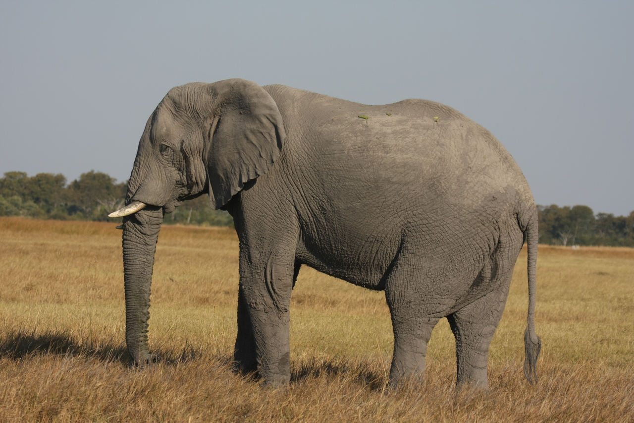 [25103] 2016_06_30_10_03_43_Africa_Canon_EOS_40D_IMG__04469.jpg