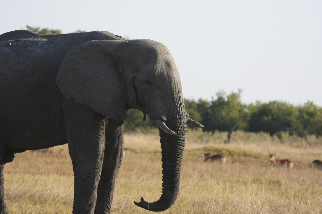 [25110] 2016_06_30_10_06_15_Africa_Canon_EOS_40D_IMG__04473.jpg