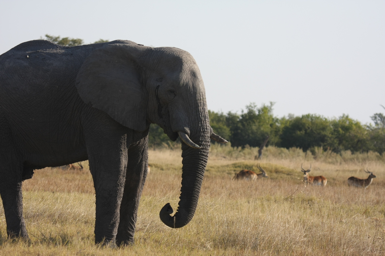 [25117] 2016_06_30_10_06_22_Africa_Canon_EOS_40D_IMG__04474.jpg