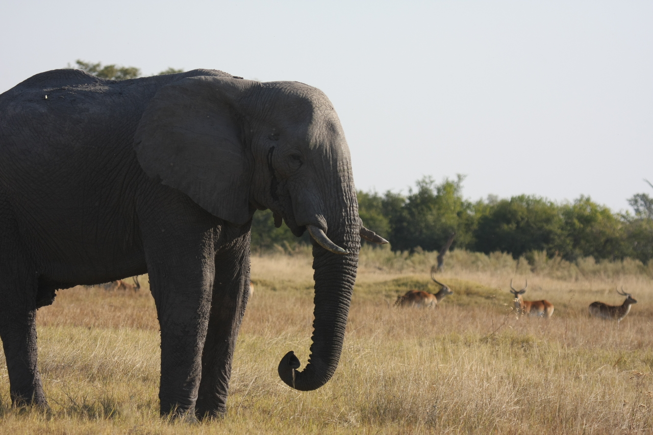 [25118] 2016_06_30_10_06_22_Africa_Canon_EOS_40D_IMG__04475.jpg