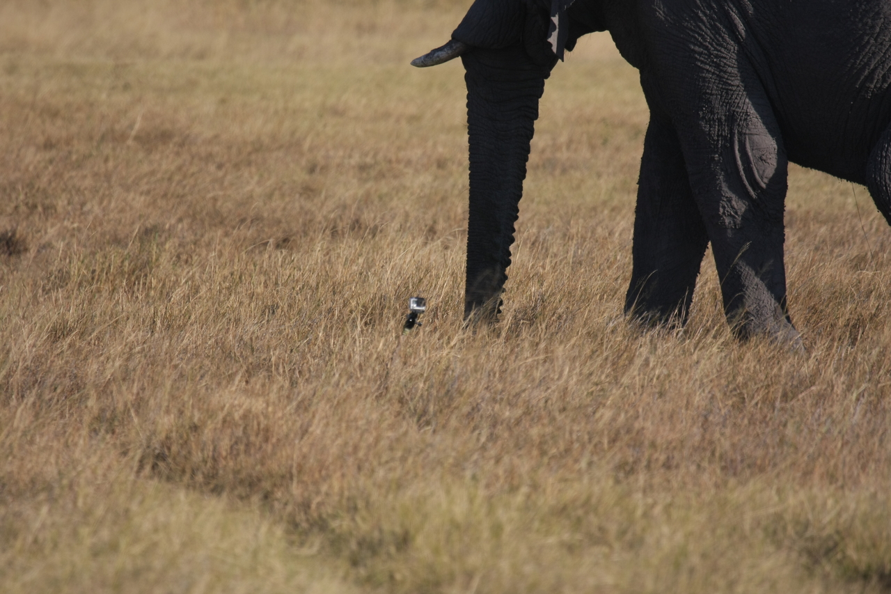 [25150] 2016_06_30_10_09_30_Africa_Canon_EOS_40D_IMG__04484.jpg