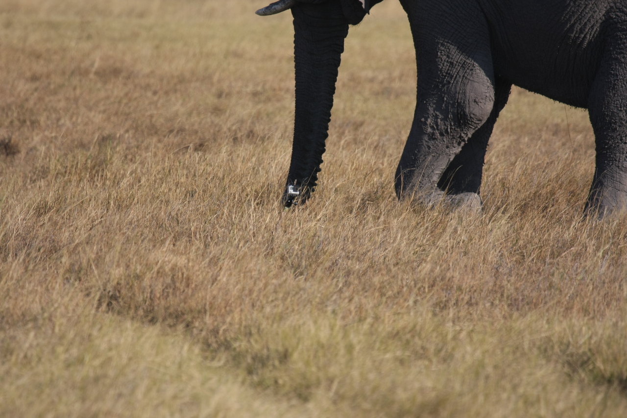[25151] 2016_06_30_10_09_30_Africa_Canon_EOS_40D_IMG__04485.jpg