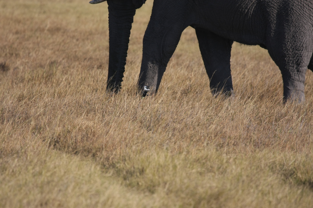 [25159] 2016_06_30_10_09_31_Africa_Canon_EOS_40D_IMG__04487.jpg