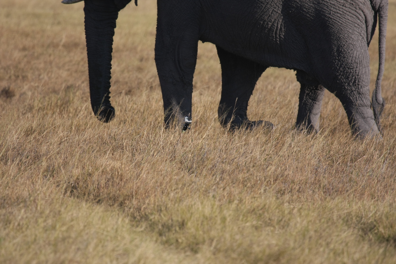 [25161] 2016_06_30_10_09_31_Africa_Canon_EOS_40D_IMG__04489.jpg