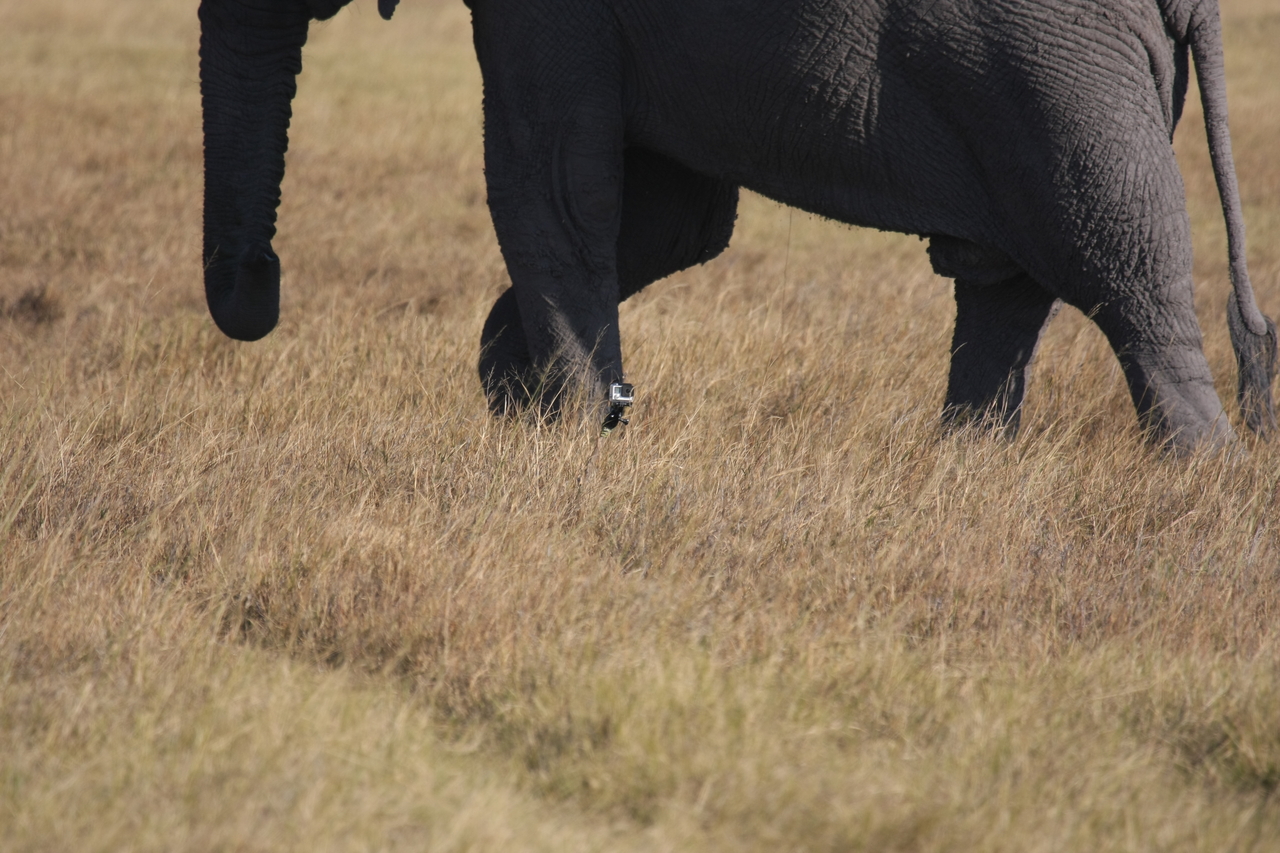[25168] 2016_06_30_10_09_32_Africa_Canon_EOS_40D_IMG__04490.jpg