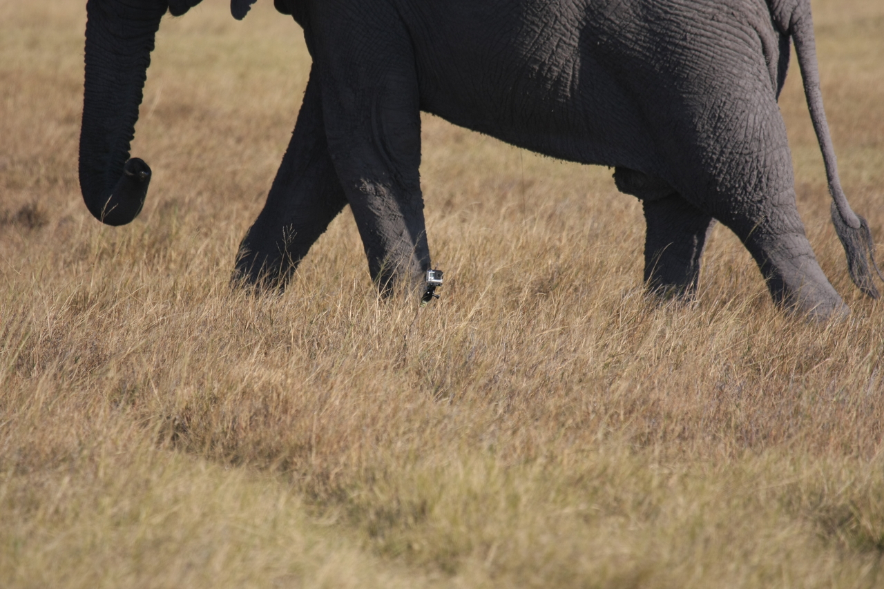 [25169] 2016_06_30_10_09_32_Africa_Canon_EOS_40D_IMG__04491.jpg