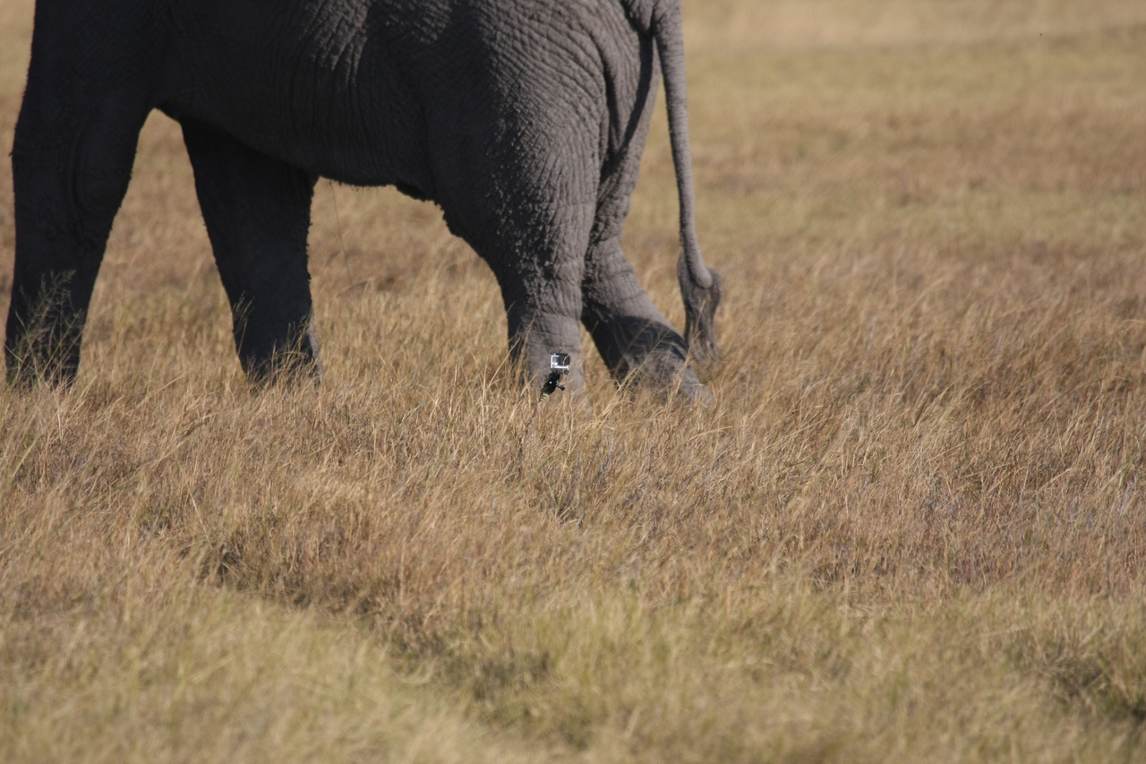 [25186] 2016_06_30_10_09_34_Africa_Canon_EOS_40D_IMG__04498.jpg