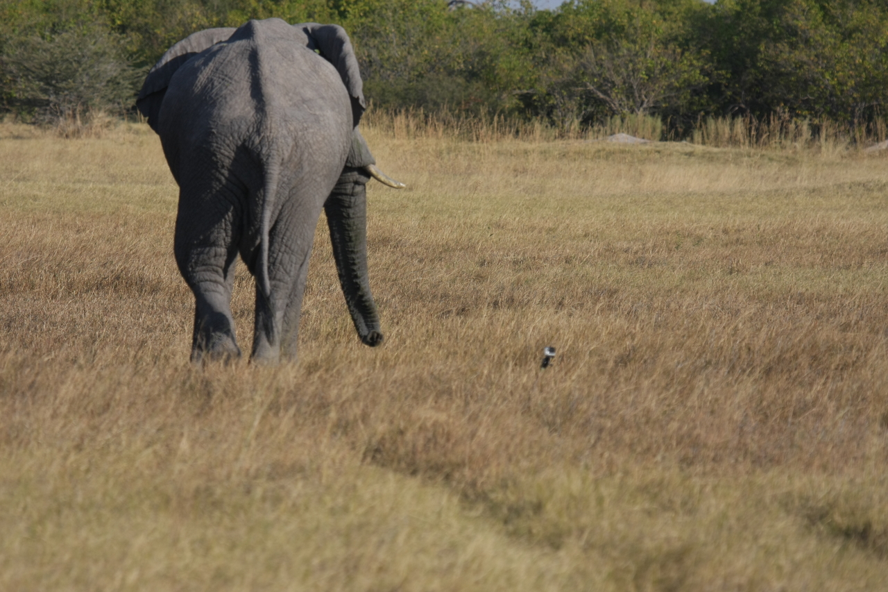 [25191] 2016_06_30_10_09_53_Africa_Canon_EOS_40D_IMG__04499.jpg