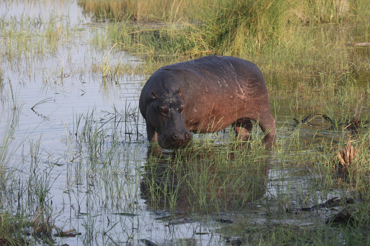 [27530] 2016_07_02_02_44_50_Africa_Canon_EOS_40D_IMG__04545.jpg