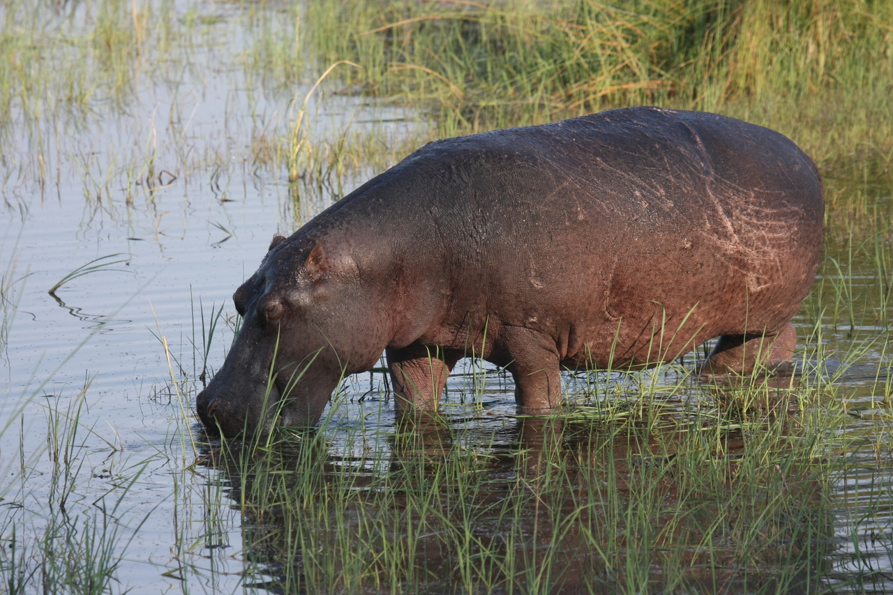 [27541] 2016_07_02_02_44_54_Africa_Canon_EOS_40D_IMG__12201.jpg