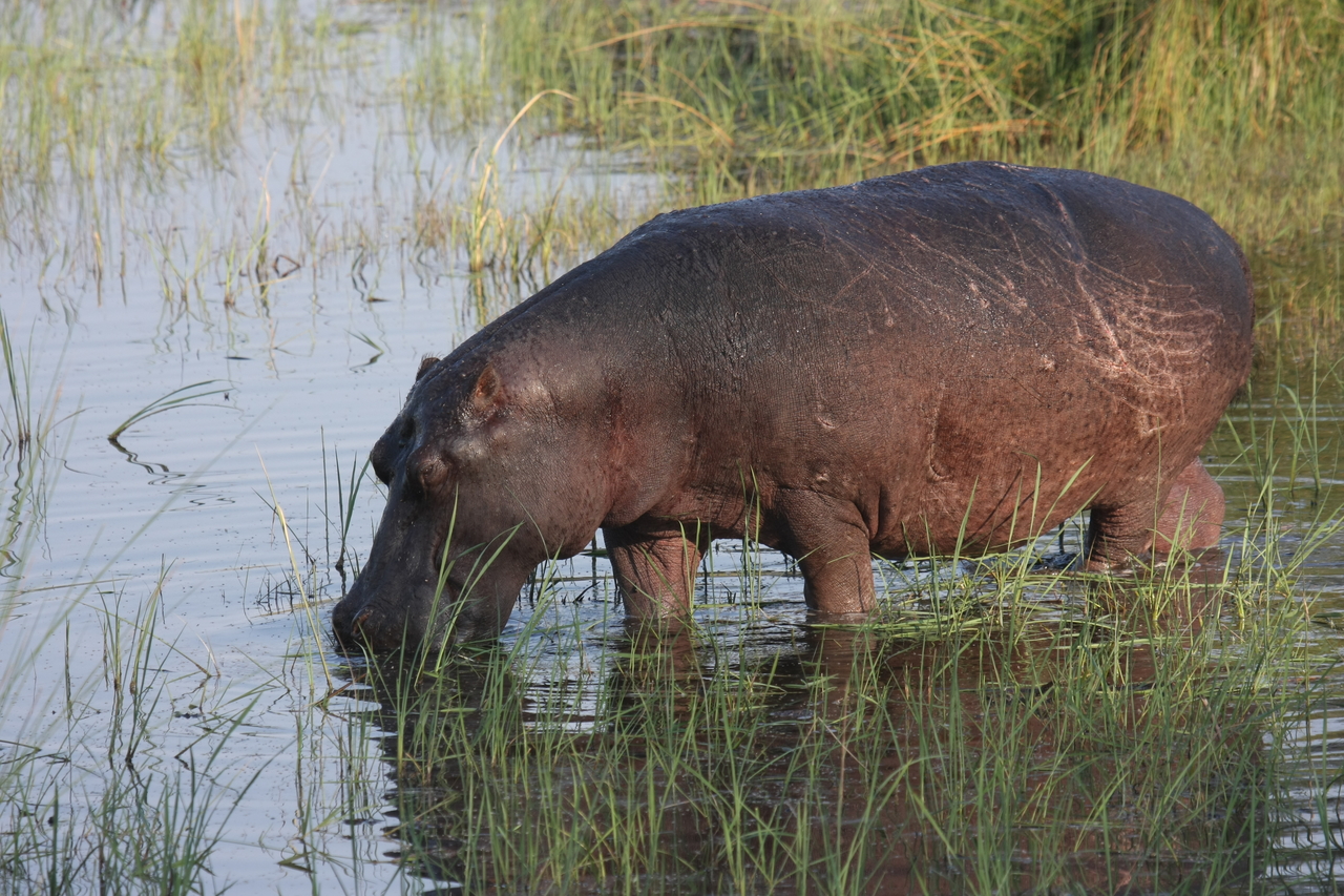 [27542] 2016_07_02_02_44_54_Africa_Canon_EOS_40D_IMG__12212.jpg