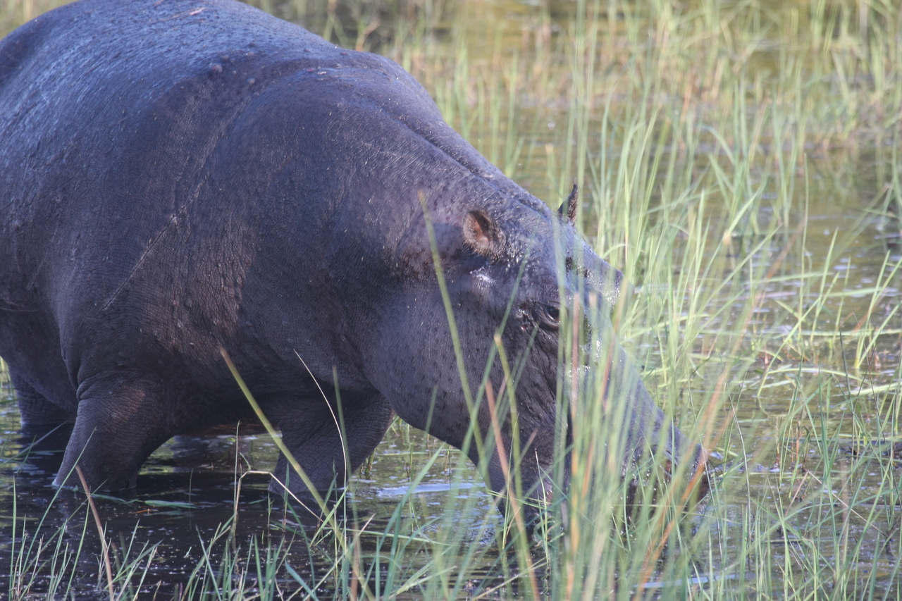 [27548] 2016_07_02_02_45_21_Africa_Canon_EOS_40D_IMG__00266.jpg